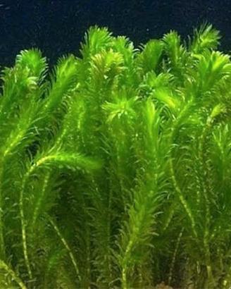 Elodea Densa  S.cambio 