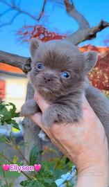 Chihuahua piccola femmina pelo lungo lilac