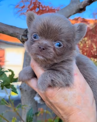 Chihuahua piccola femmina pelo lungo lilac