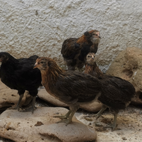 Polli Galli Galline uova