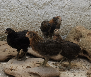 Polli Galli Galline uova