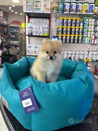 Spitz tedesco di pomerania