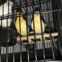 Canarini lipocromici FIFE FANCY