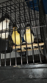 Canarini lipocromici FIFE FANCY