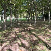 alberi di noci adulte di qualità