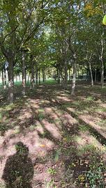 alberi di noci adulte di qualità