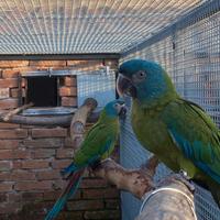 Ara couloni ed altri pappagalli