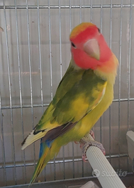 Inseparabili su Roma