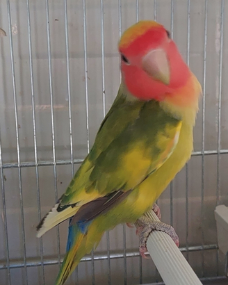 Inseparabili su Roma