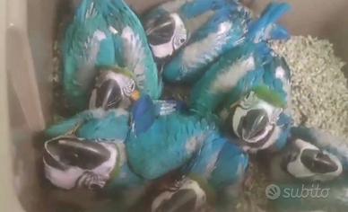 Pappagalli adulti e da imbecco