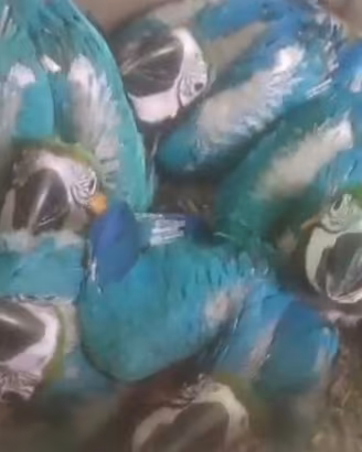 Pappagalli adulti e da imbecco