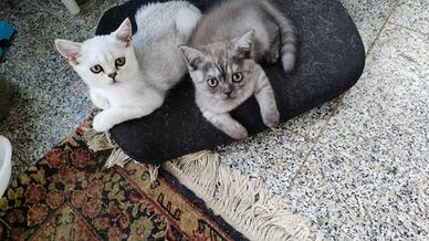 Scottish fold/straight