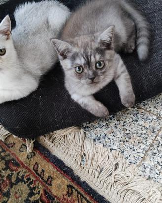 Scottish fold/straight