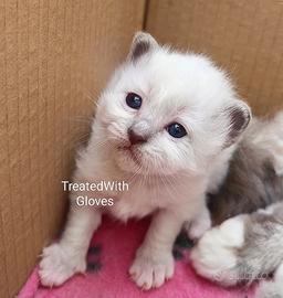 Femminuccia sacro di birmania