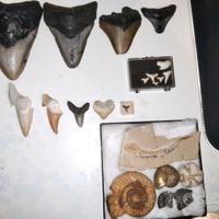 lotto fossili denti di squalo megalodonte