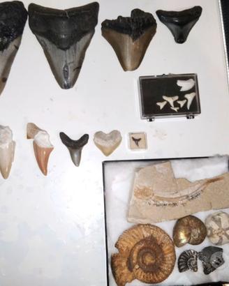 lotto fossili denti di squalo megalodonte