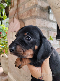 Cuccioli di bassotto