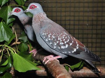 Colombi della Guinea