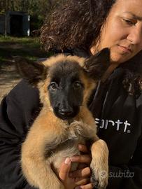 Ultimo cucciolo Pastore belga