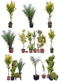 alberi da giardino
