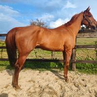 Cavalla Purosangue inglese