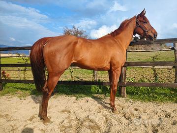 Cavalla Purosangue inglese