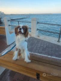 Cavalier king disponibile per monta