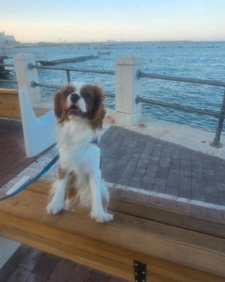 Cavalier king disponibile per monta