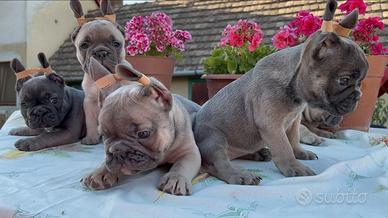 Bulldog francese