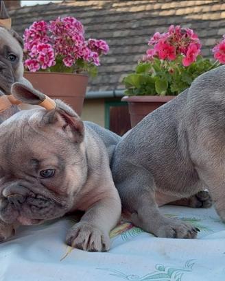 Bulldog francese