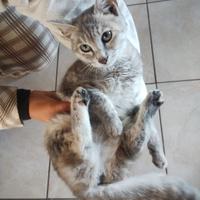 Gattina fume 7 mesi