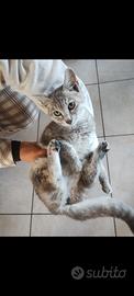 Gattina fume 7 mesi