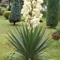 Yucca adulta resistente al gelo, già in vaso