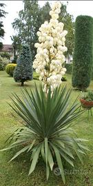Yucca adulta resistente al gelo, già in vaso