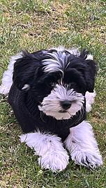 Bischon Avanese cucciolo