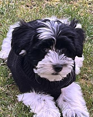 Bischon Avanese cucciolo