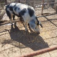 Verro quattro anni di vita