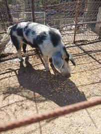 Verro quattro anni di vita