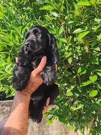 Ultimo cucciolo disponibile