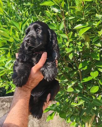 Ultimo cucciolo disponibile