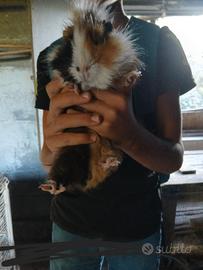 Animali