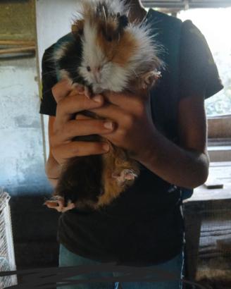 Animali