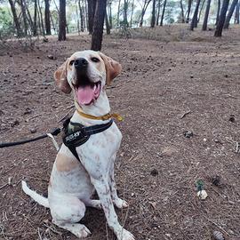 Pointer