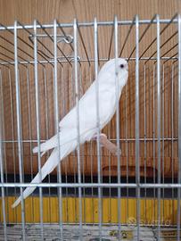Cocorite albine novelle