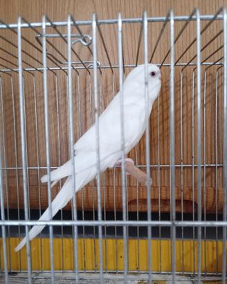Cocorite albine novelle