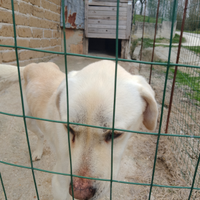 Regalo Labrador