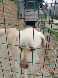 Regalo Labrador