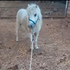 Pony femmina