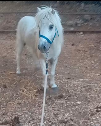 Pony femmina