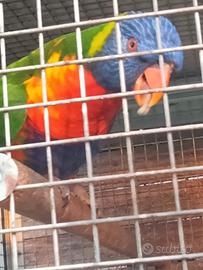 Coppia e spaiati di lori mollucano